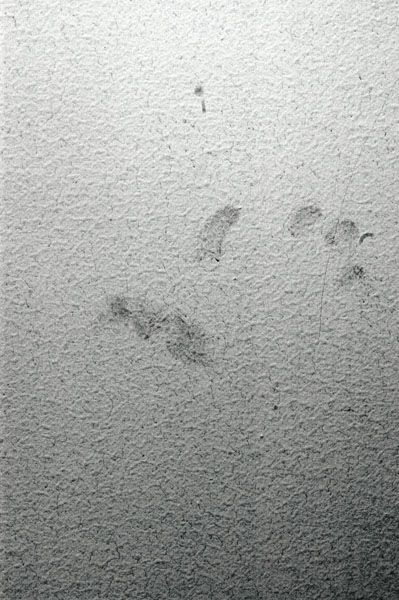 Handprint?