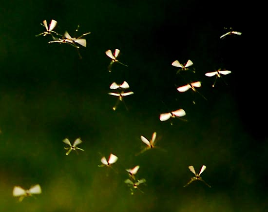 Flock O' Skeeters