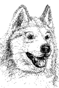 Platte Canyon High School Husky
